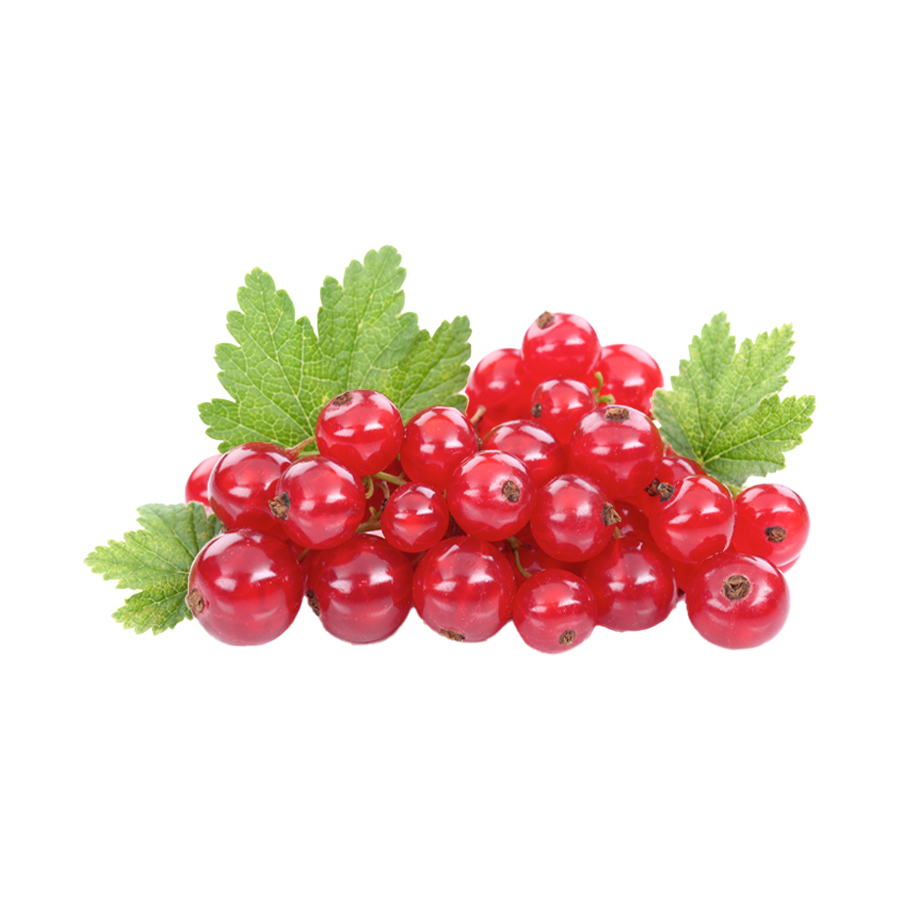Frische rote Johannisbeeren mit grünen Blättern auf weißem Hintergrund.