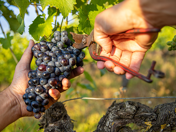 Hände ernten reife, dunkle Trauben mit einer Schere im Weinberg.