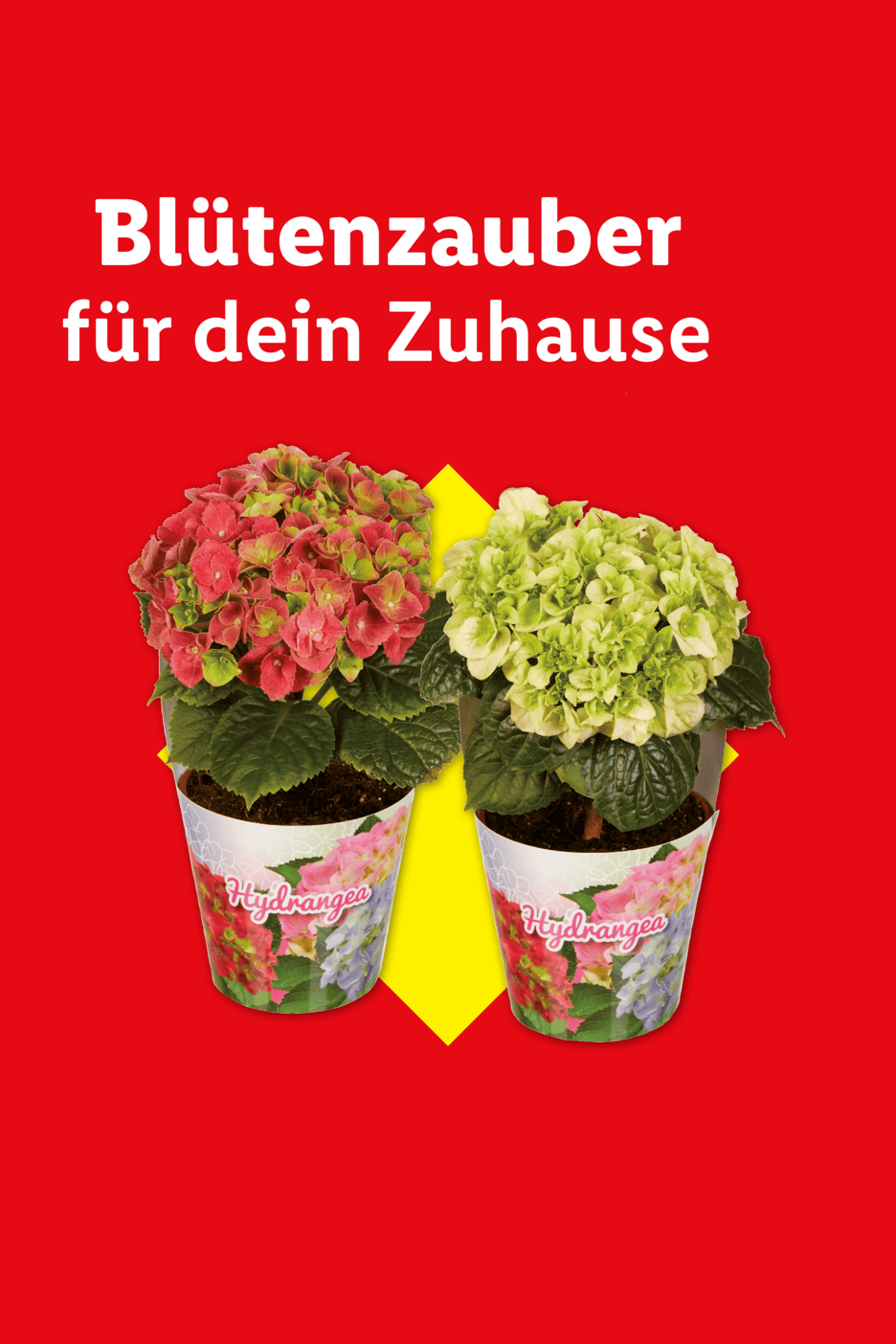 Zwei Hortensien in Töpfen, eine rot-grün, die andere hellgrün, vor rotem Hintergrund mit gelbem Akzent. Text: 'Blütenzauber für dein Zuhause'.
