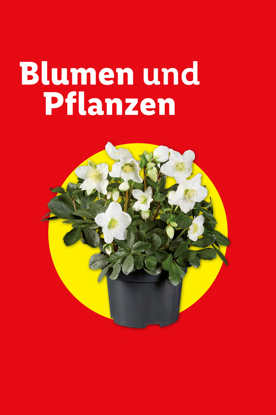 Weiße Helleborus-Pflanze in einem schwarzen Topf auf gelbem Kreis und rotem Hintergrund
