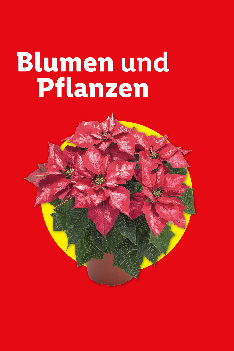 Roter Weihnachtsstern in einem braunen Topf, auf einem gelben Kreis vor rotem Hintergrund.