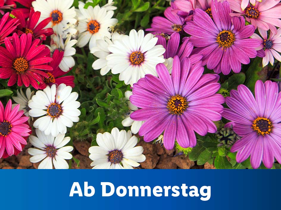 Blumen und Pflanzen