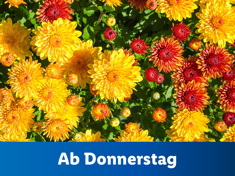 Blumen und Pflanzen