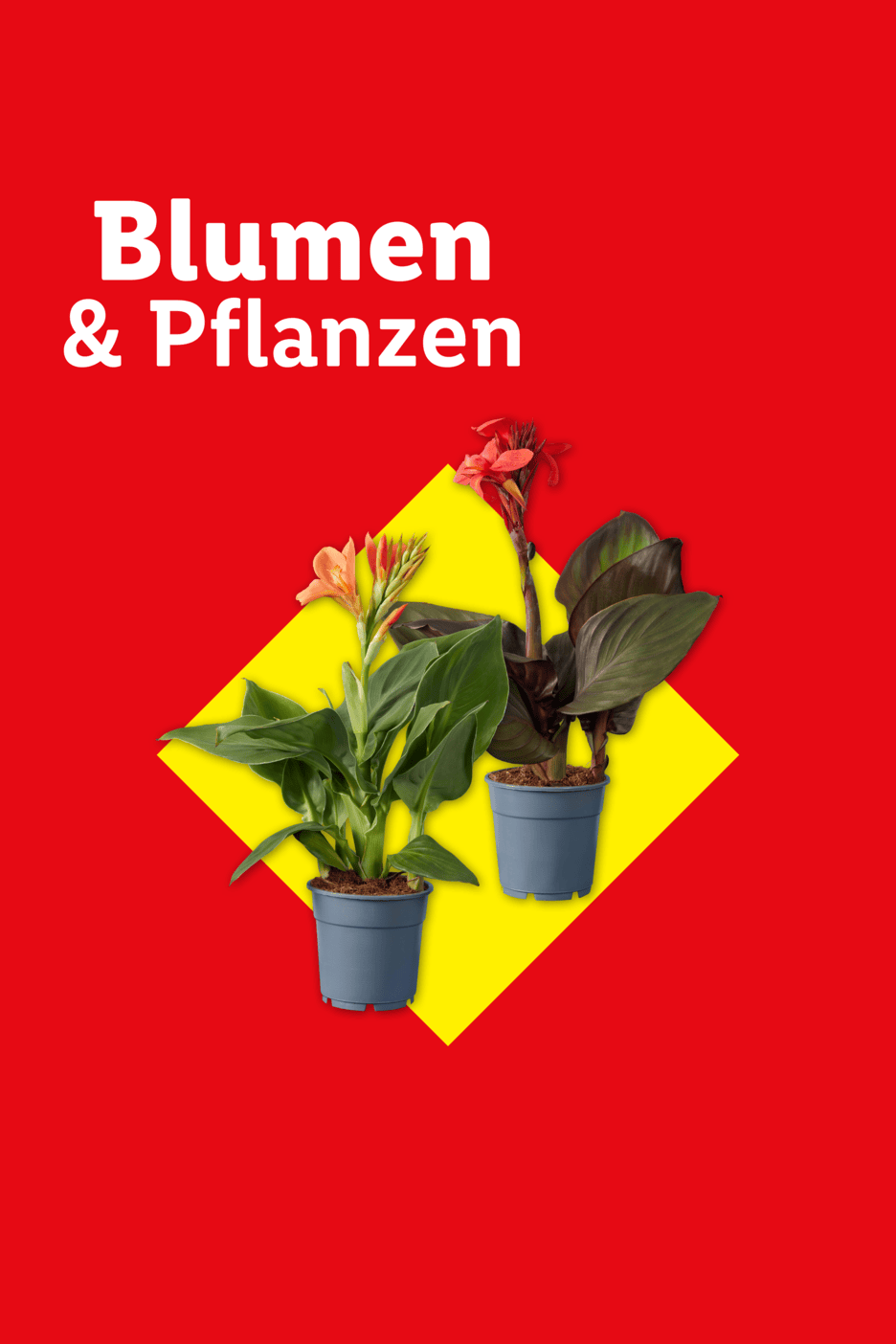 Zwei blühende Pflanzen in Töpfen auf gelbem Hintergrund mit dem Text 'Blumen & Pflanzen'.