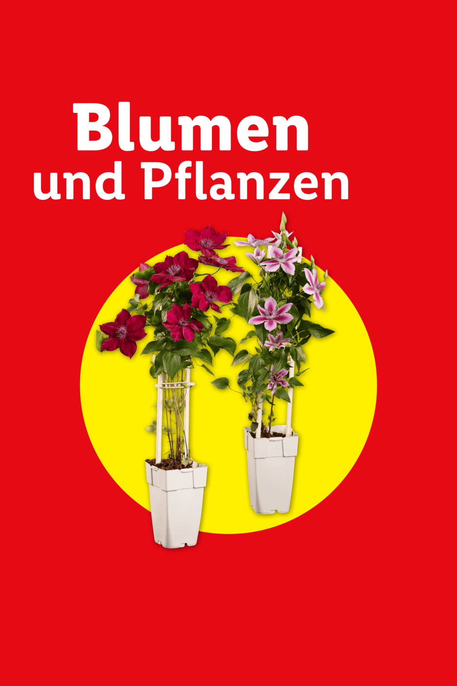 Zwei blühende Clematis-Pflanzen in Töpfen auf gelbem Kreis, mit Text 'Blumen und Pflanzen'.