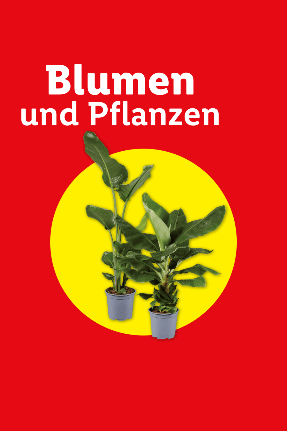 Zwei Topfpflanzen mit großen grünen Blättern auf rotem Hintergrund mit gelbem Kreis, Text: Blumen und Pflanzen.