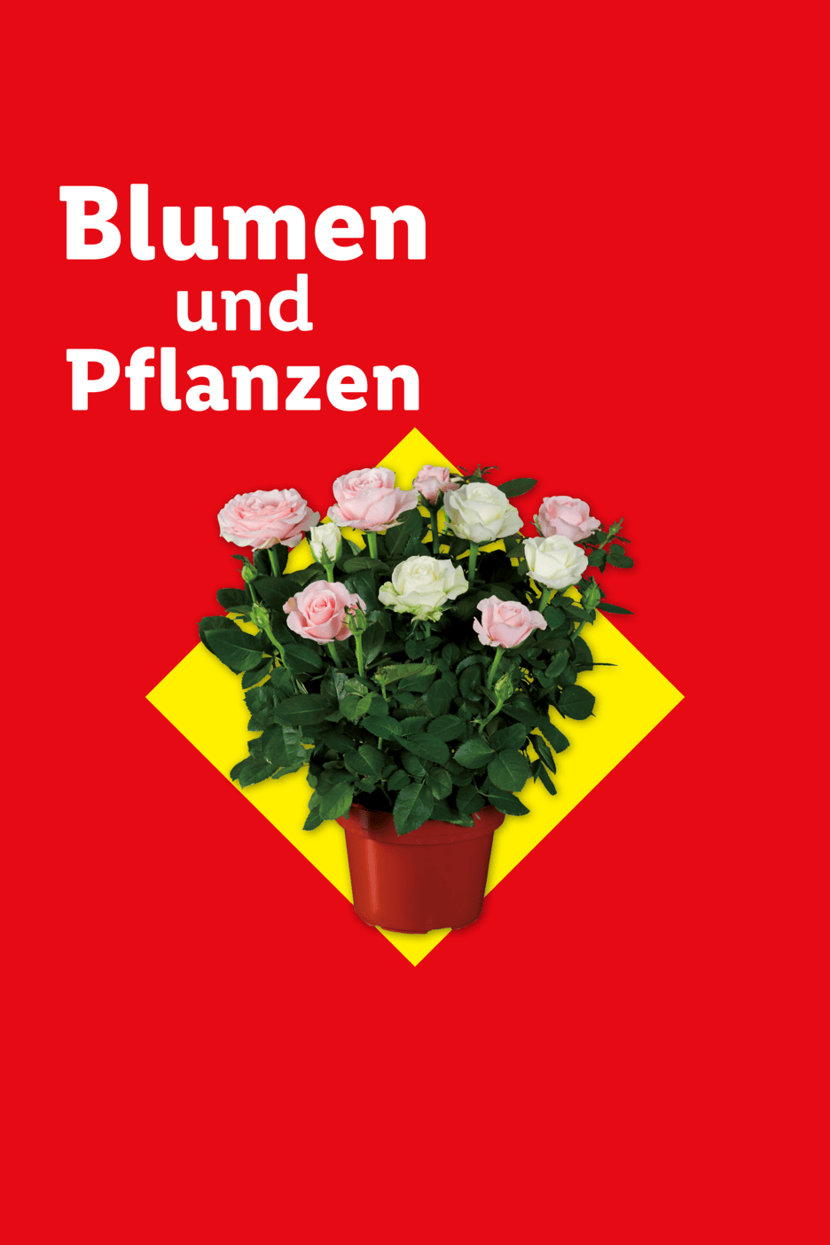 Blumen und Pflanzen: Topfrosen in Rosa und Weiß auf gelbem Quadrat vor rotem Hintergrund.