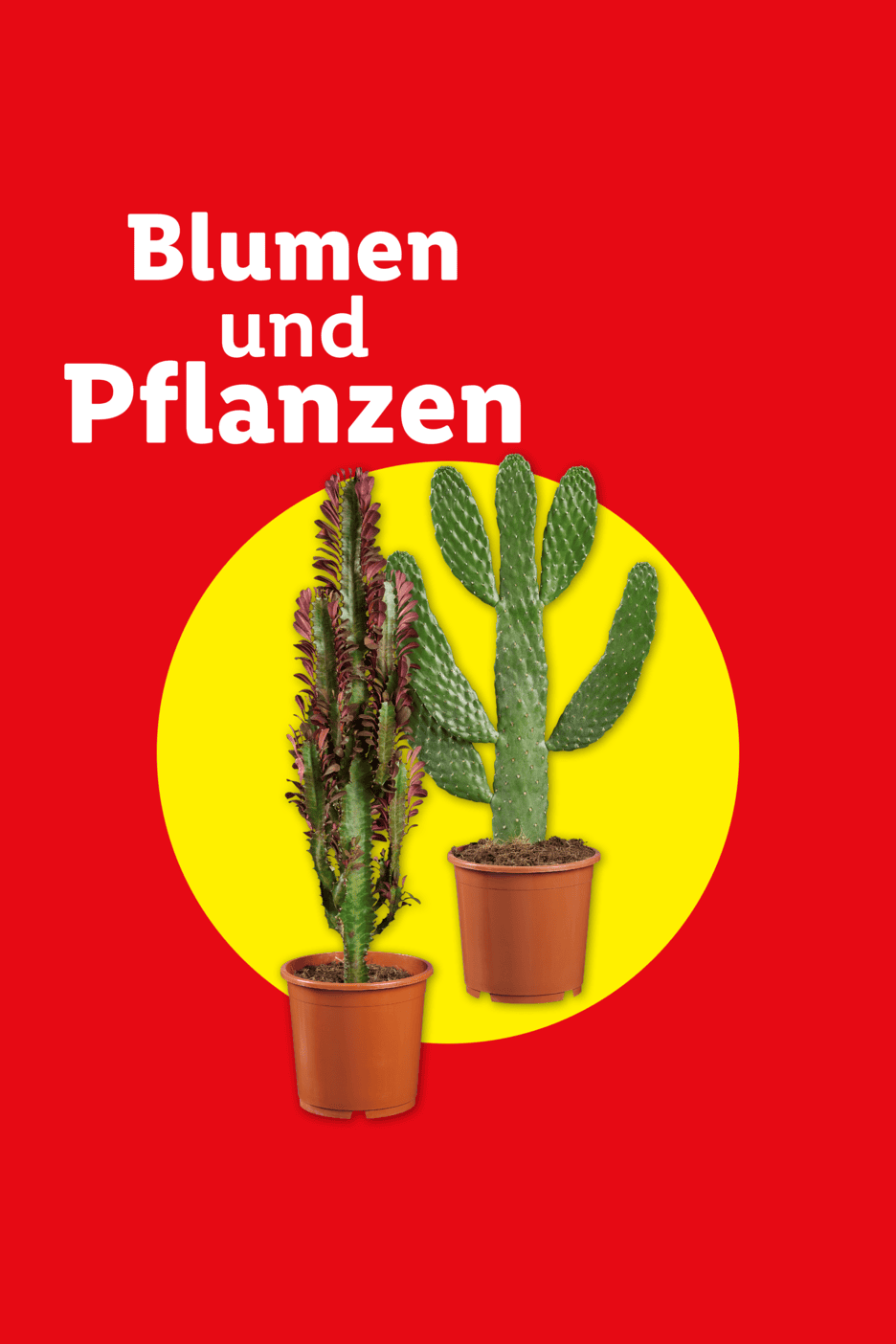 Zwei Kakteen in Töpfen auf gelbem Kreis, mit dem Text „Blumen und Pflanzen“ auf rotem Hintergrund.