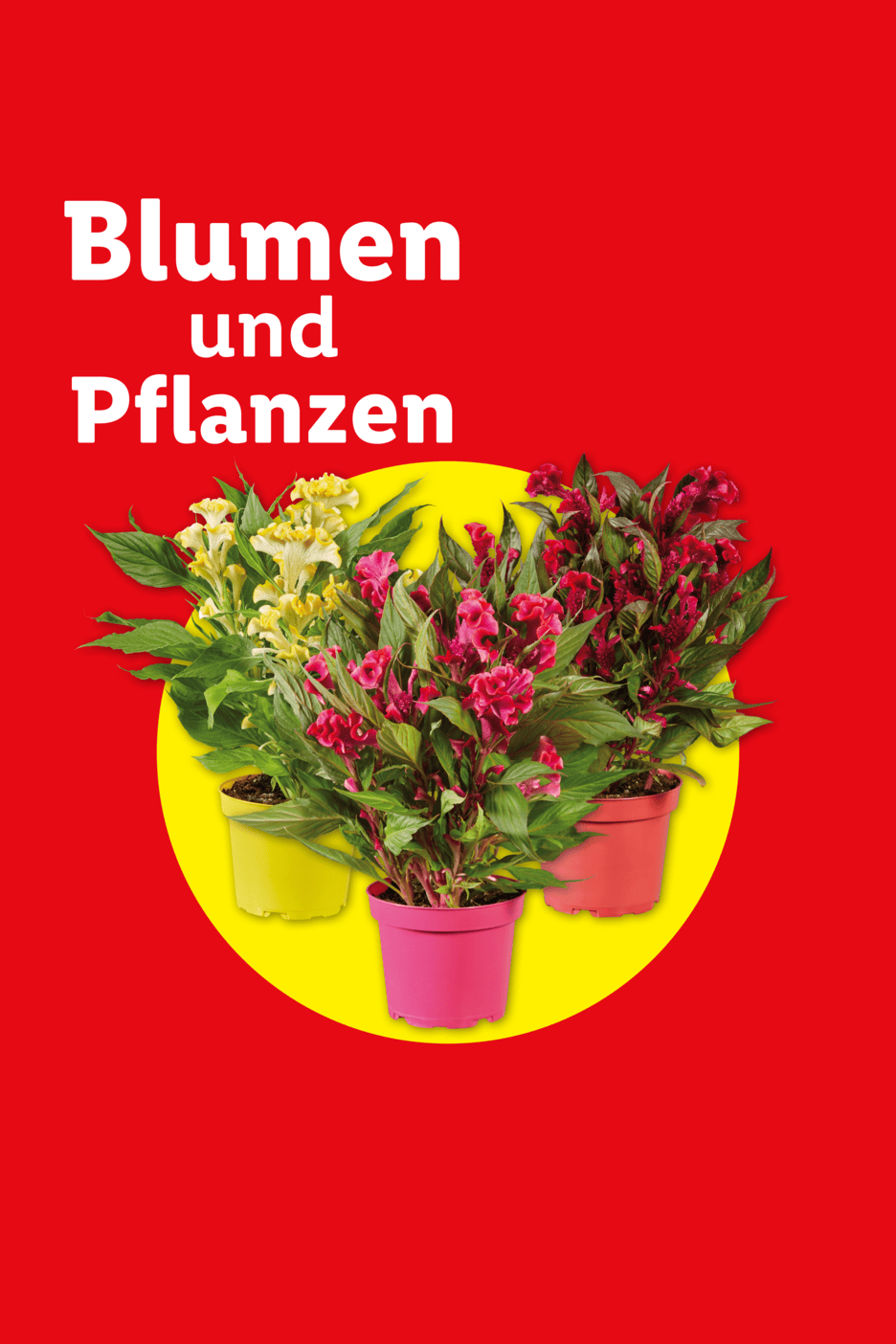 Blumen und Pflanzen: Drei bunte Topfpflanzen auf gelbem Kreis vor rotem Hintergrund.