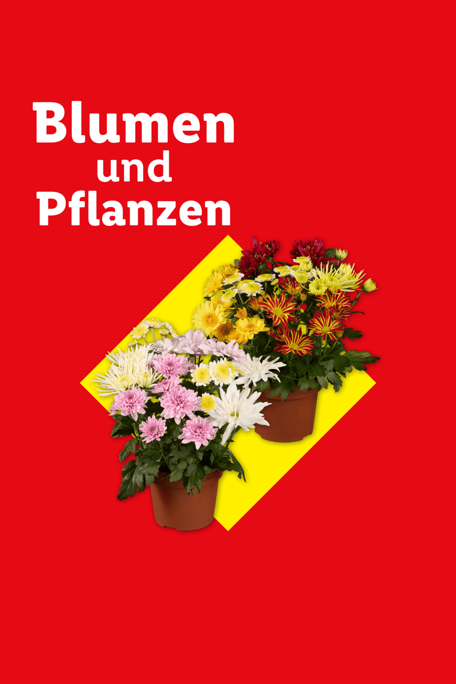 Blumen und Pflanzen: Verschiedene bunte Topfchrysanthemen auf rotem Hintergrund mit gelbem Akzent.