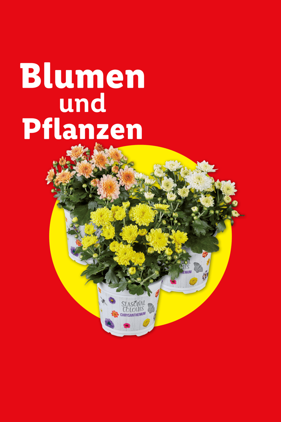 Drei Töpfe mit Chrysanthemen in Gelb, Orange und Weiß auf rotem Hintergrund mit gelbem Kreis. Text: Blumen und Pflanzen.