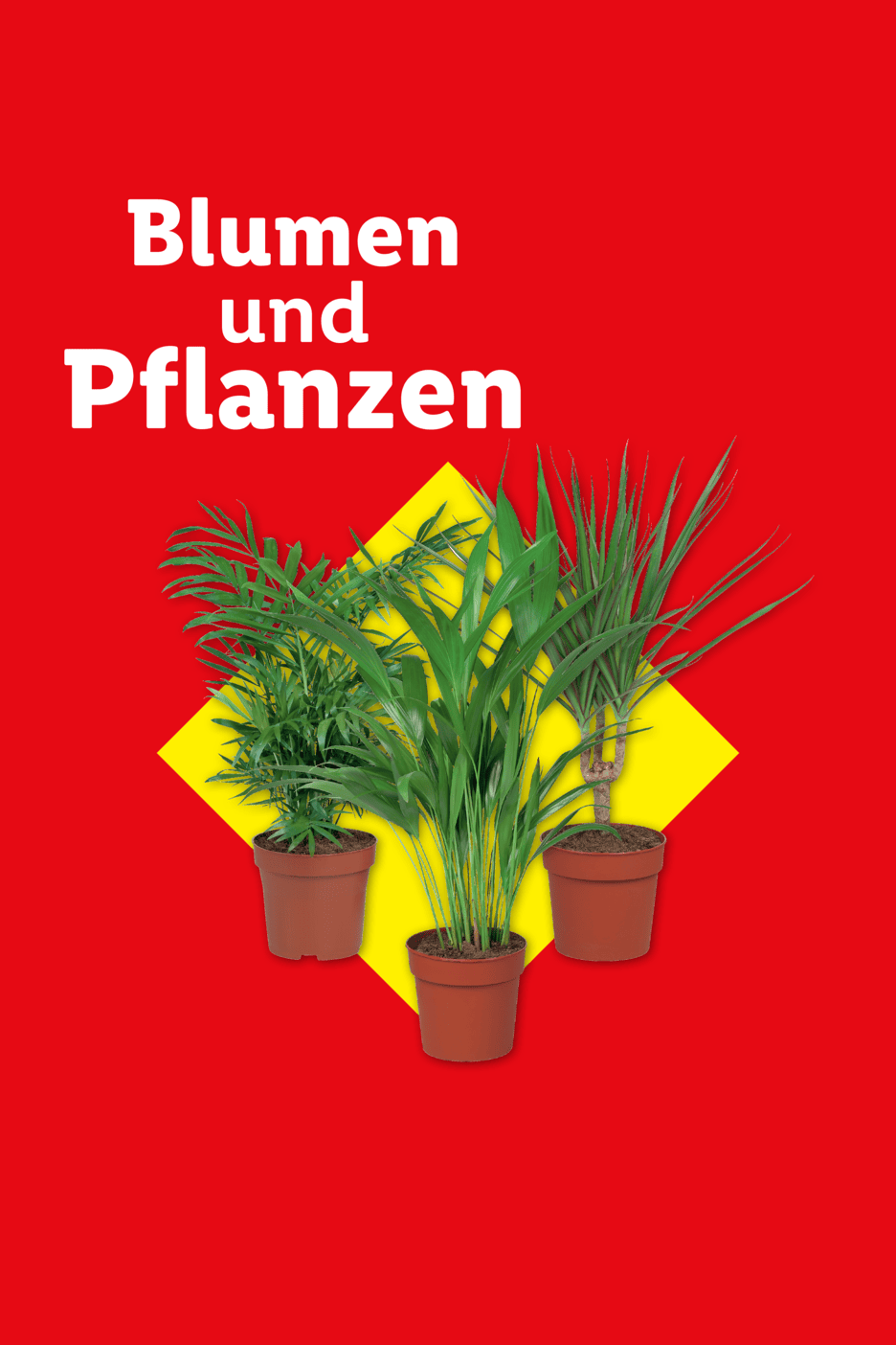 Drei Topfpflanzen auf gelbem Hintergrund mit dem Text 'Blumen und Pflanzen'.