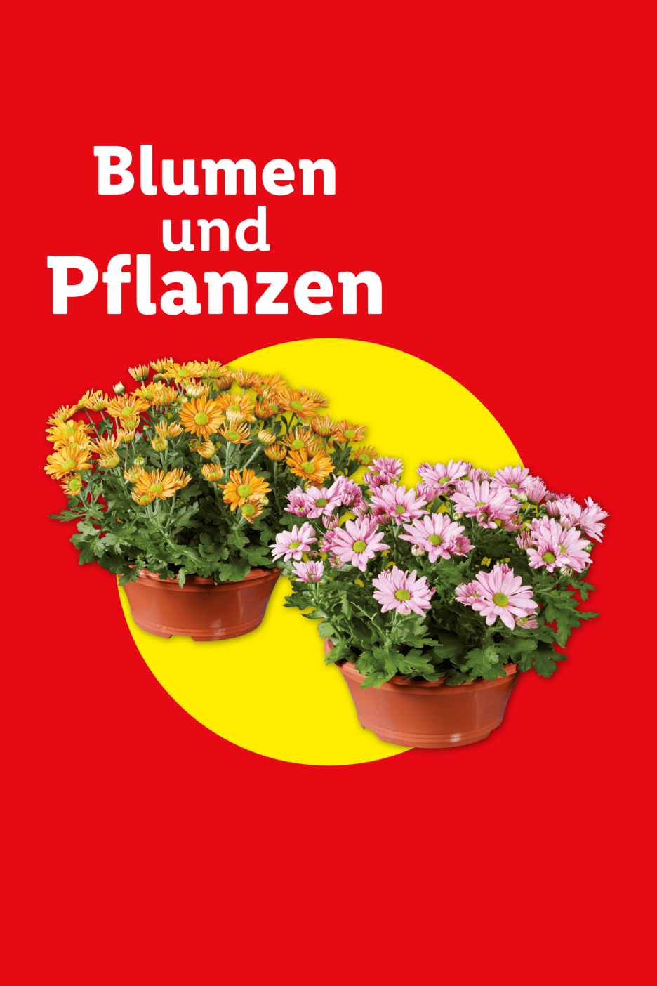 Zwei Töpfe mit bunten Chrysanthemen vor rotem Hintergrund mit der Aufschrift Blumen und Pflanzen.